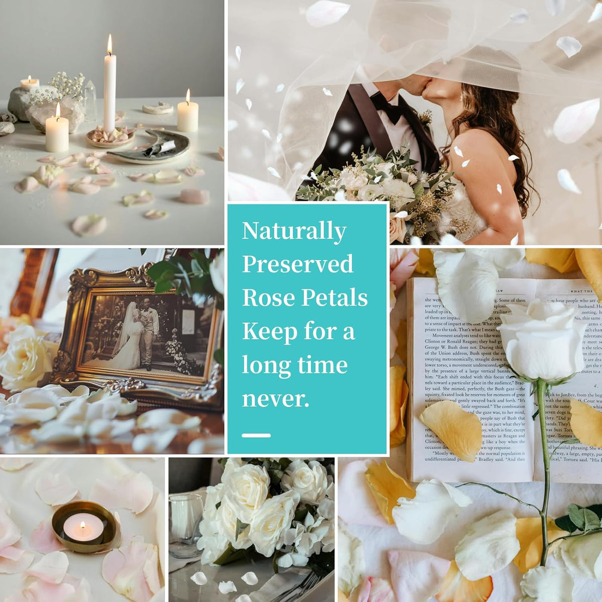 Real Ivory Rose Petals, Frozen Preserved Petals for, Wedding Party Decorations, Dried Flower