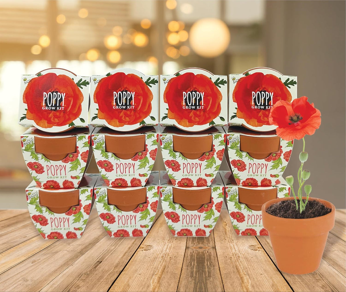 BUZZY Seeds 12-Pack Poppy Grow Kit – Mini Terracotta Pots with Poppy Seeds and Growing Medium