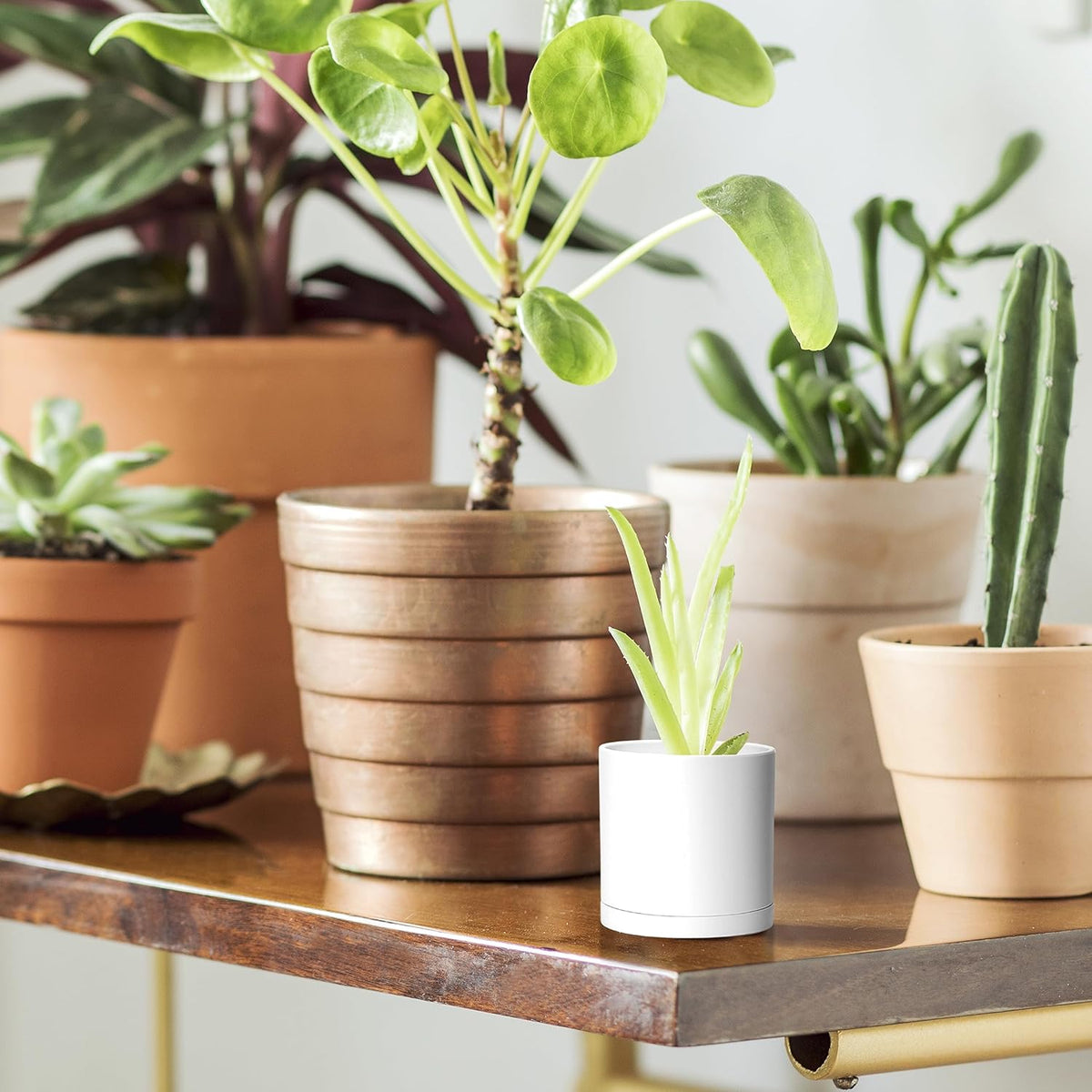 D'vine Dev 24 Pack 2 Inch Mini Plastic Plant Pots, Small Garden Planters for Plant with Drainage