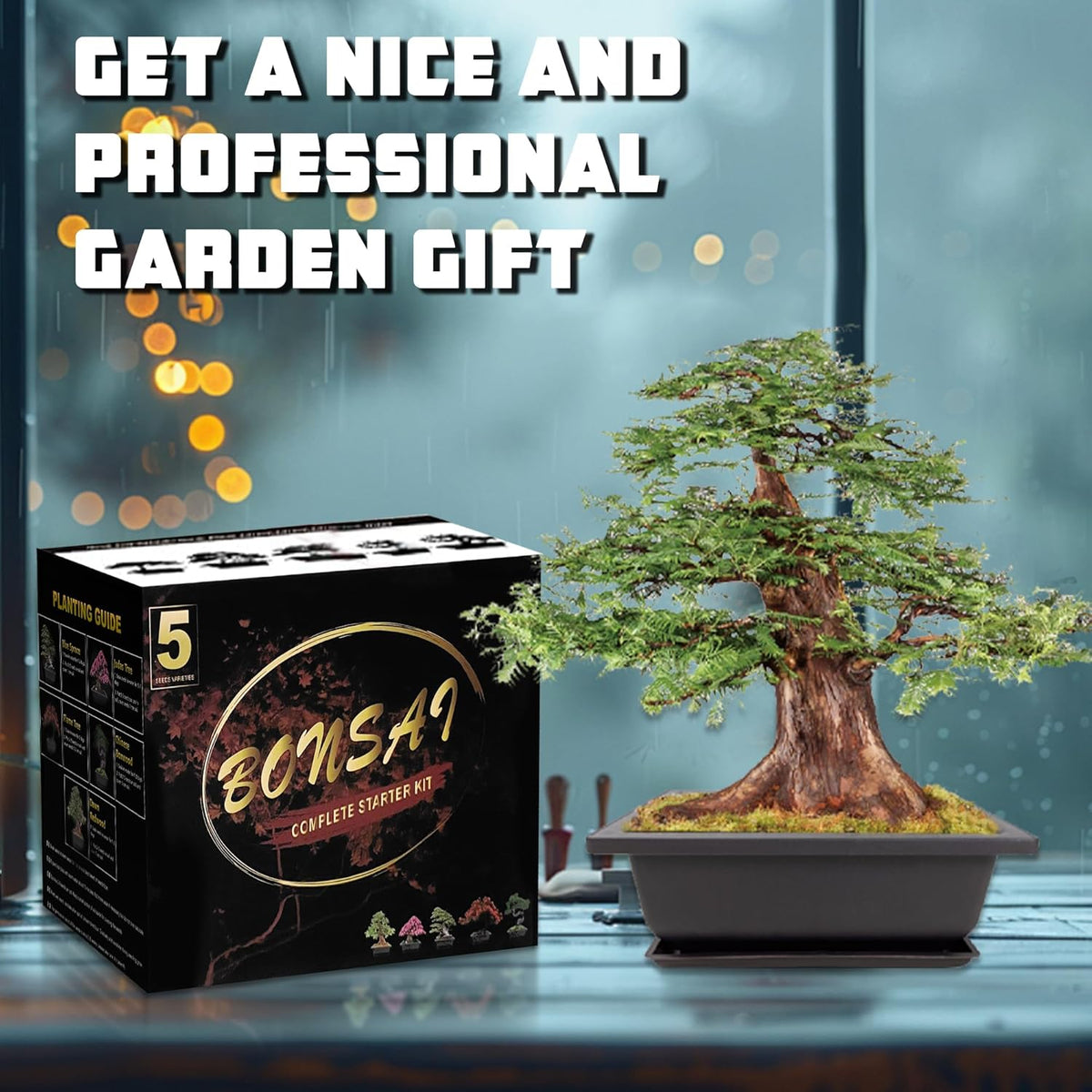 Bonsai Starter Kit, 5 Seeds Growing into Blue Spruce, Chinese Boxwood, Dawn Redwood, Flame Tree and