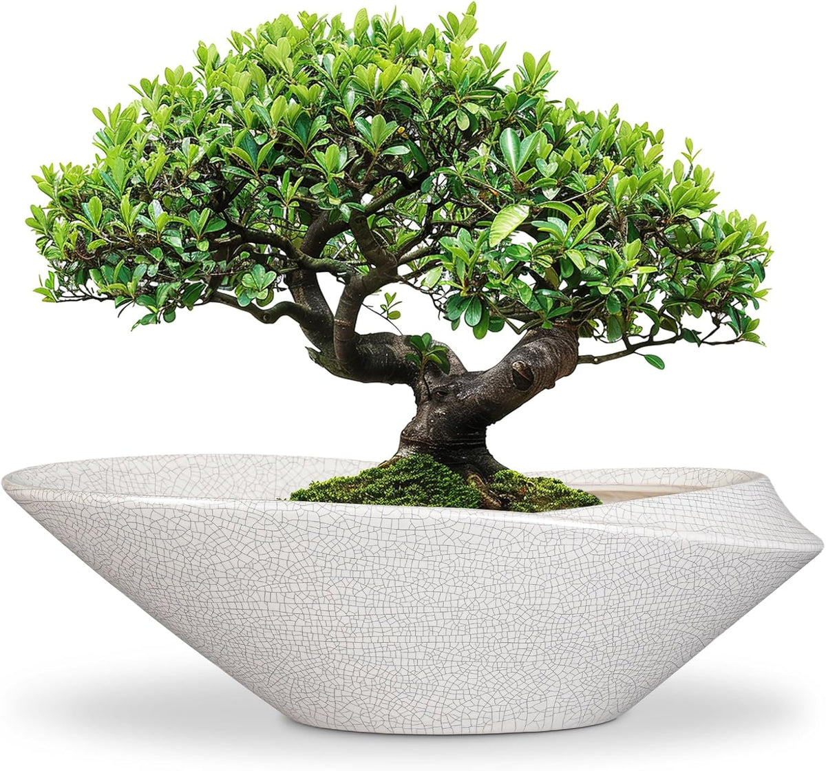 Bonsai Pots - 18 Inch Ceramic Plant Pot for Bonsai Tree, Modern Indoor & Outdoor Succulent Planter