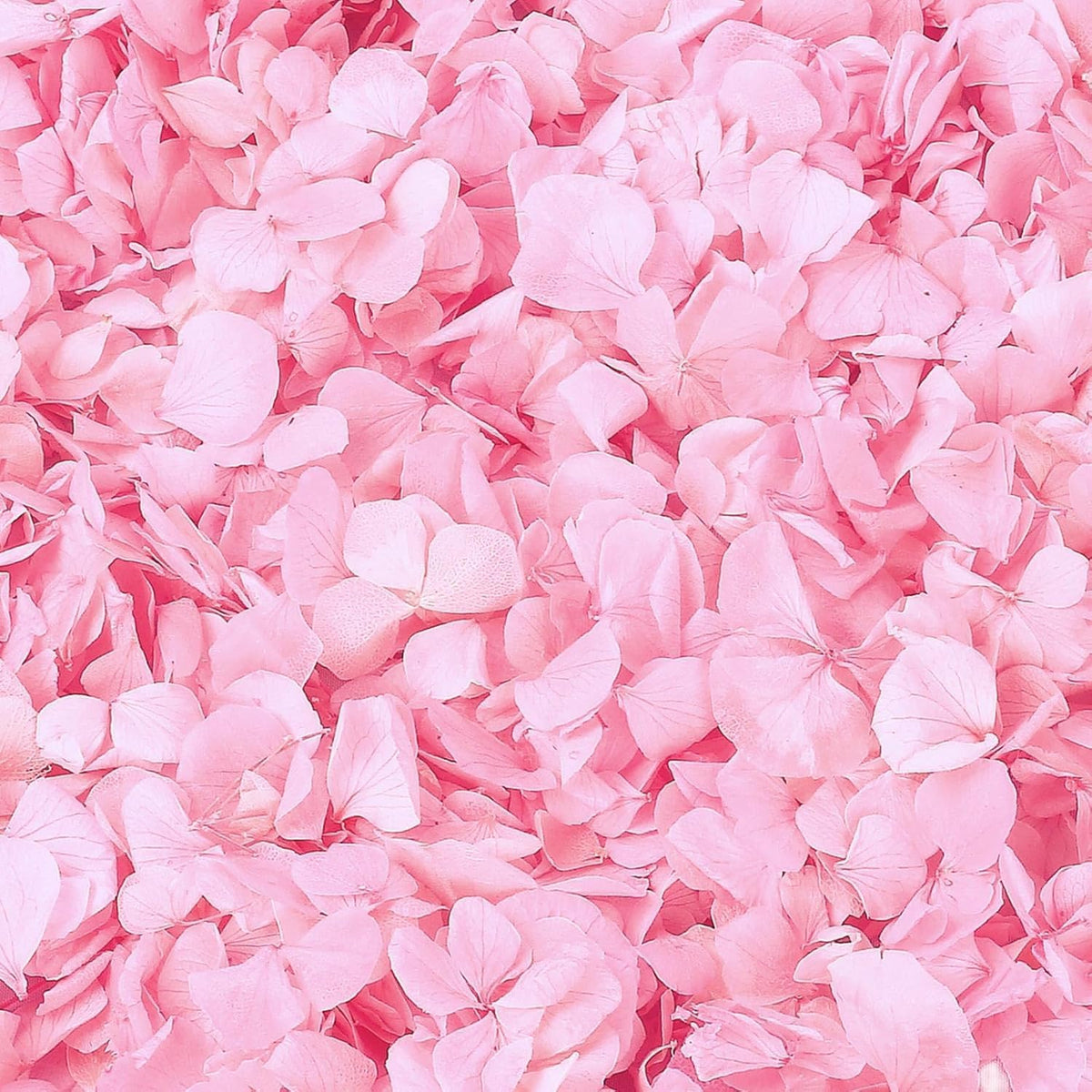1500Pcs Real Hydrangea Pink Dried Flower Petals - 1.06 oz Natural Dried Pink Petals for Romantic