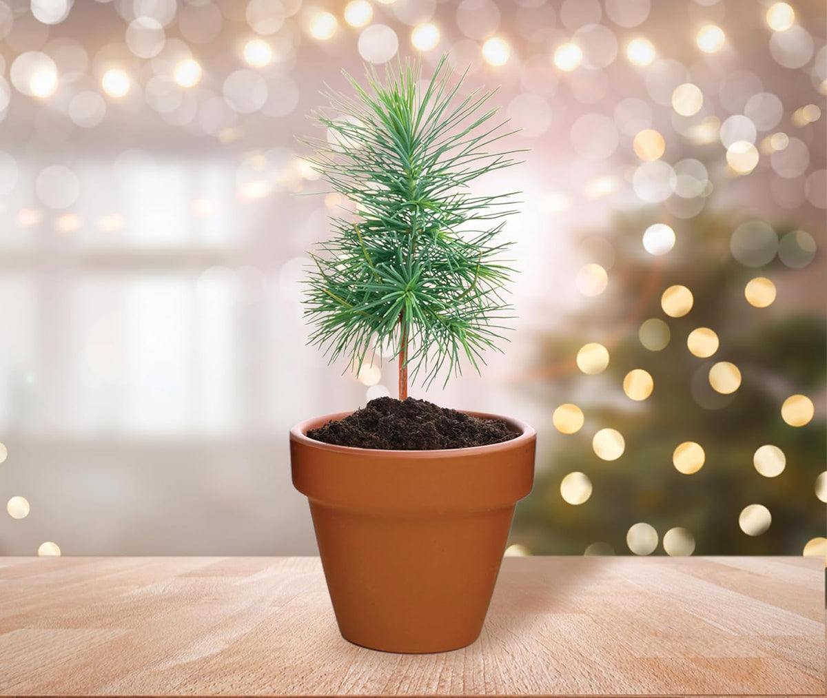 BUZZY Seeds Spruce Terracotta Mini Grow Pots – Indoor Tree Starter Kit Bulk 20-Pack – DIY Planting
