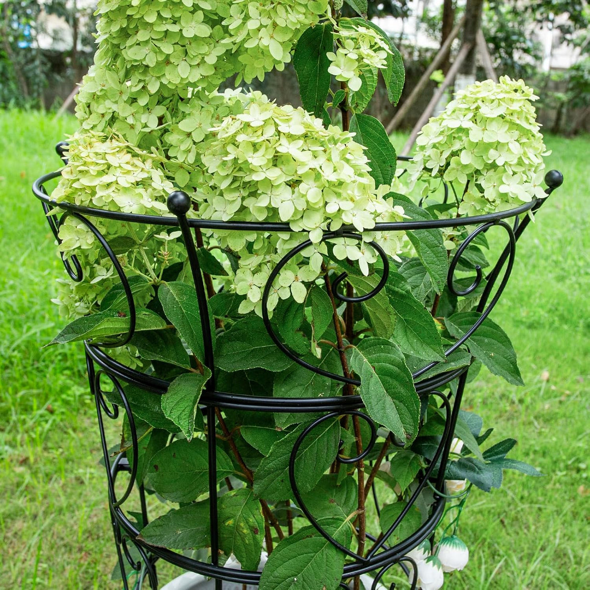 Large Obelisk Trellis Peony Cage 24.6x17 Inches - Premium Metal Plant Support for Outdoor Gardens