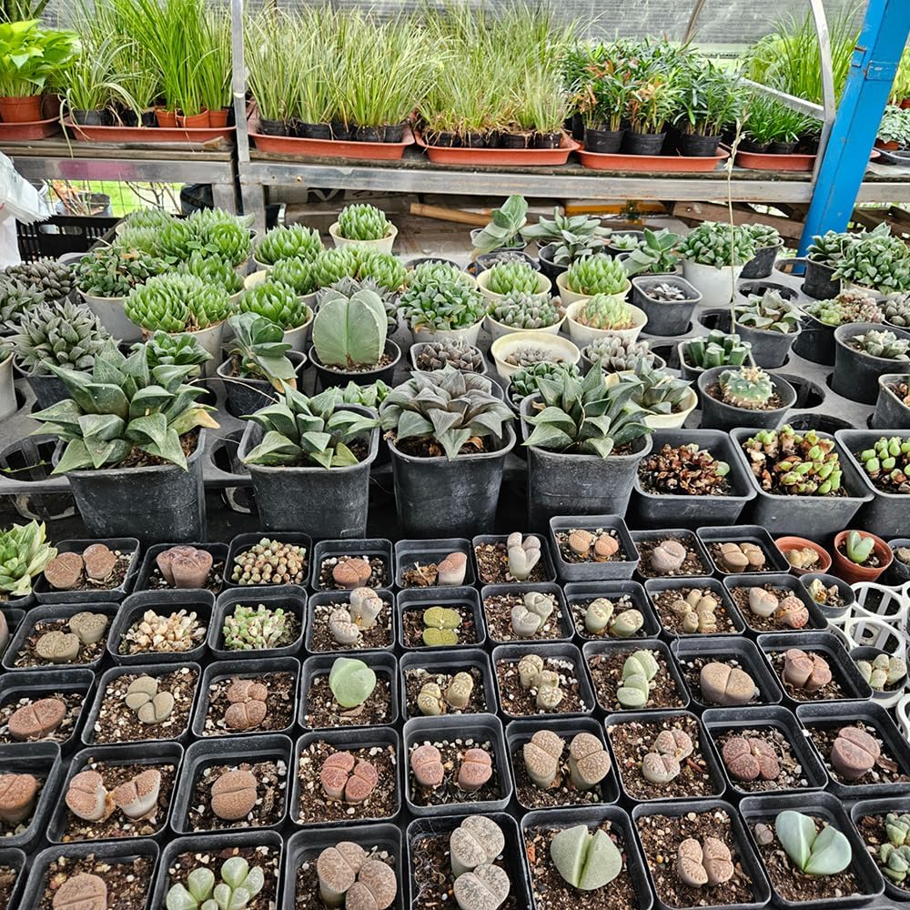 60 Pcs Nursery Pots 2.7 Inch, Plastic Seed Starting Pot with Drainage Holes, Sturdy Seedling pots