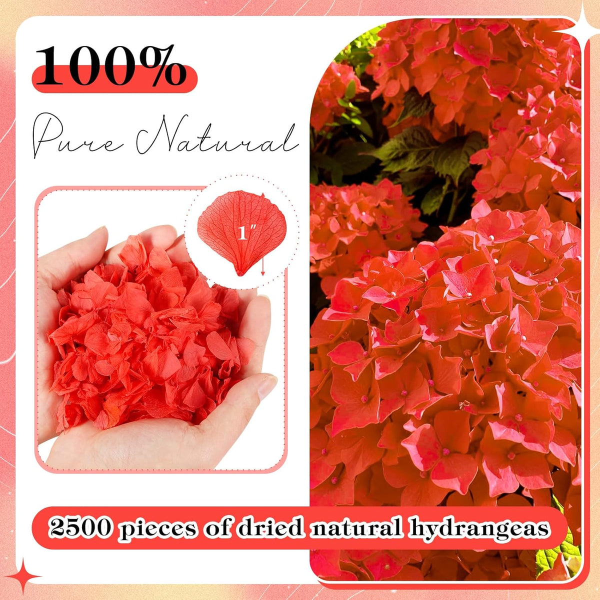 2500 PCS Red Hydrangea Petals 100% Natural Real Flower Petals for Wedding Aisle, Flower Girl