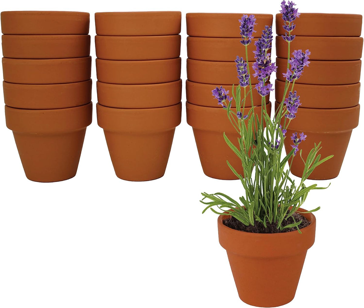 BUZZY Seeds Terracotta Mini Grow Pots | Herb, Plant, Flower Starter Kit for Kids & Adults |