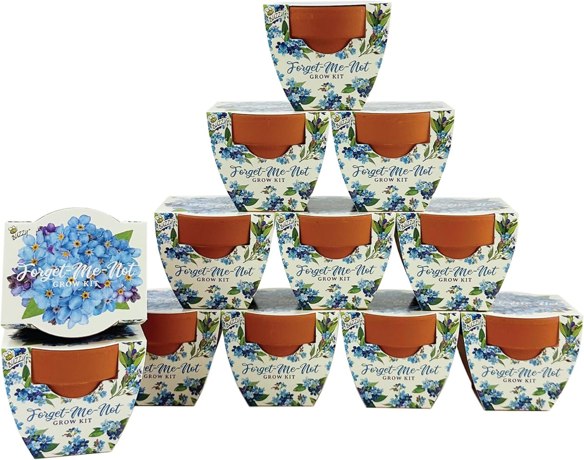 BUZZY Seeds Mini Terracotta Pots 12-Pack Daydream Forget-Me-Not Flowers, All-in-One Seed Starter