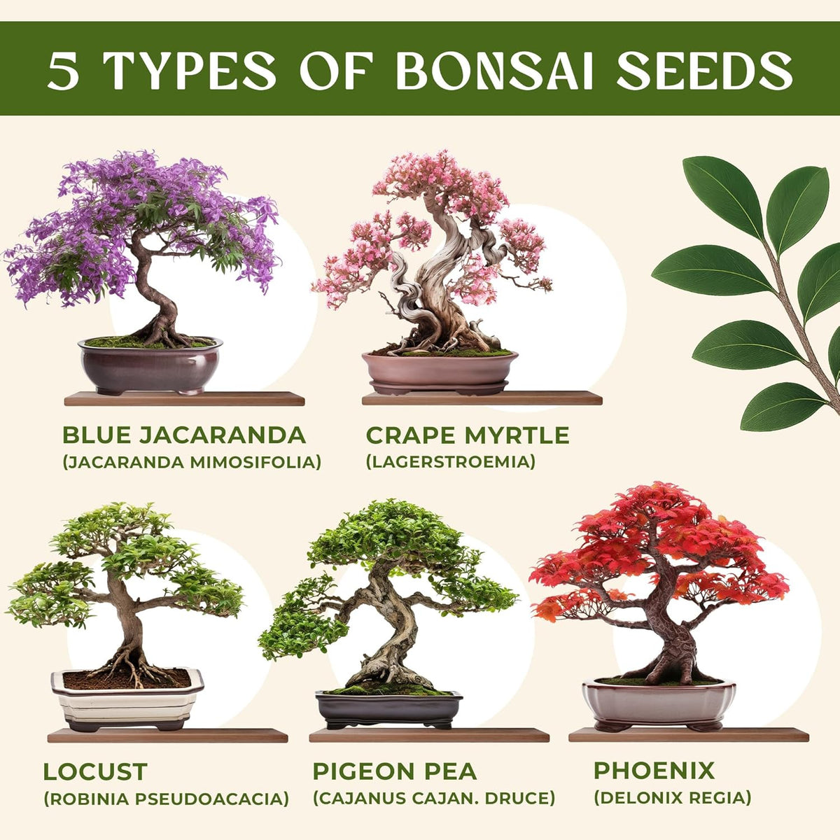 AVERGO Bonsai Tree Kit for Beginners – 5X Unique Japanese Bonzai Trees | Complete Indoor Starter