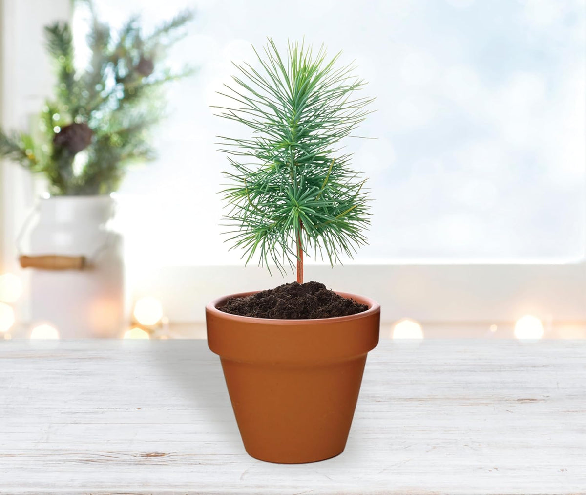 BUZZY Seeds Spruce Terracotta Mini Grow Pots – Indoor Tree Starter Kit Bulk 20-Pack – DIY Planting