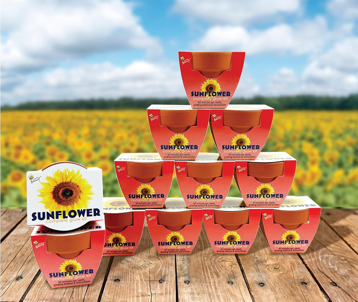 BUZZY Seeds Sunflower 12 Pack Terracotta Mini Grow Pots, Flower Planting Seed Starter Kit for Kids