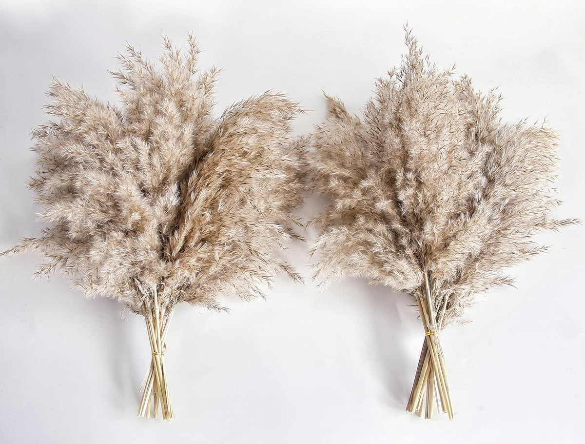 Pampas Grass Decor, Natural Dry Pampas Grass Small, Short Pampass Bulk for Farmhouse, Wall