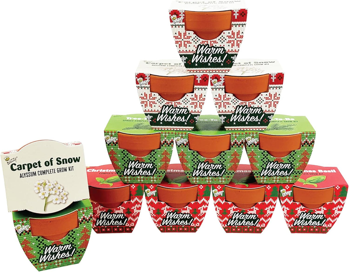BUZZY Seeds Holiday Mini Terracotta Pots Grow Kit, 12-Pack Assorted Christmas Basil, Spruce, and