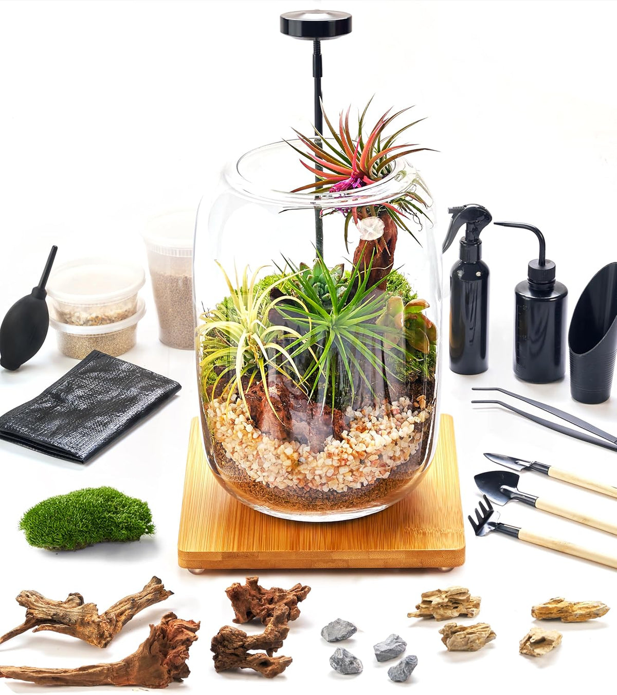 Terrarium Kit with Grow Light, Succulent Plants, Mini Gardening Set - Includes Jar, Tools, Moss