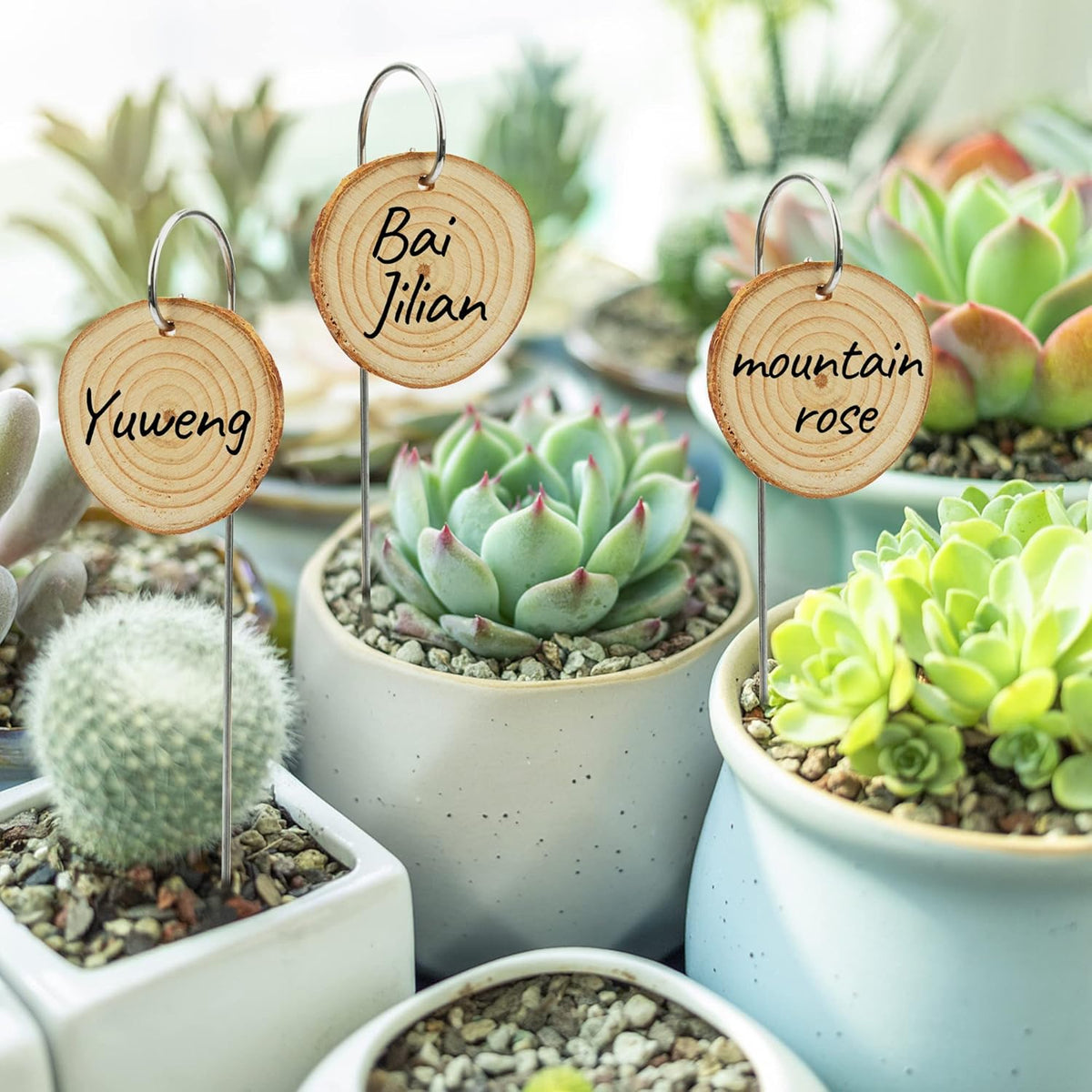 Temlum Wooden Plant Labels with Marker Pen, 50 Pcs Plant Markers Garden Label Stakes Plant Sign