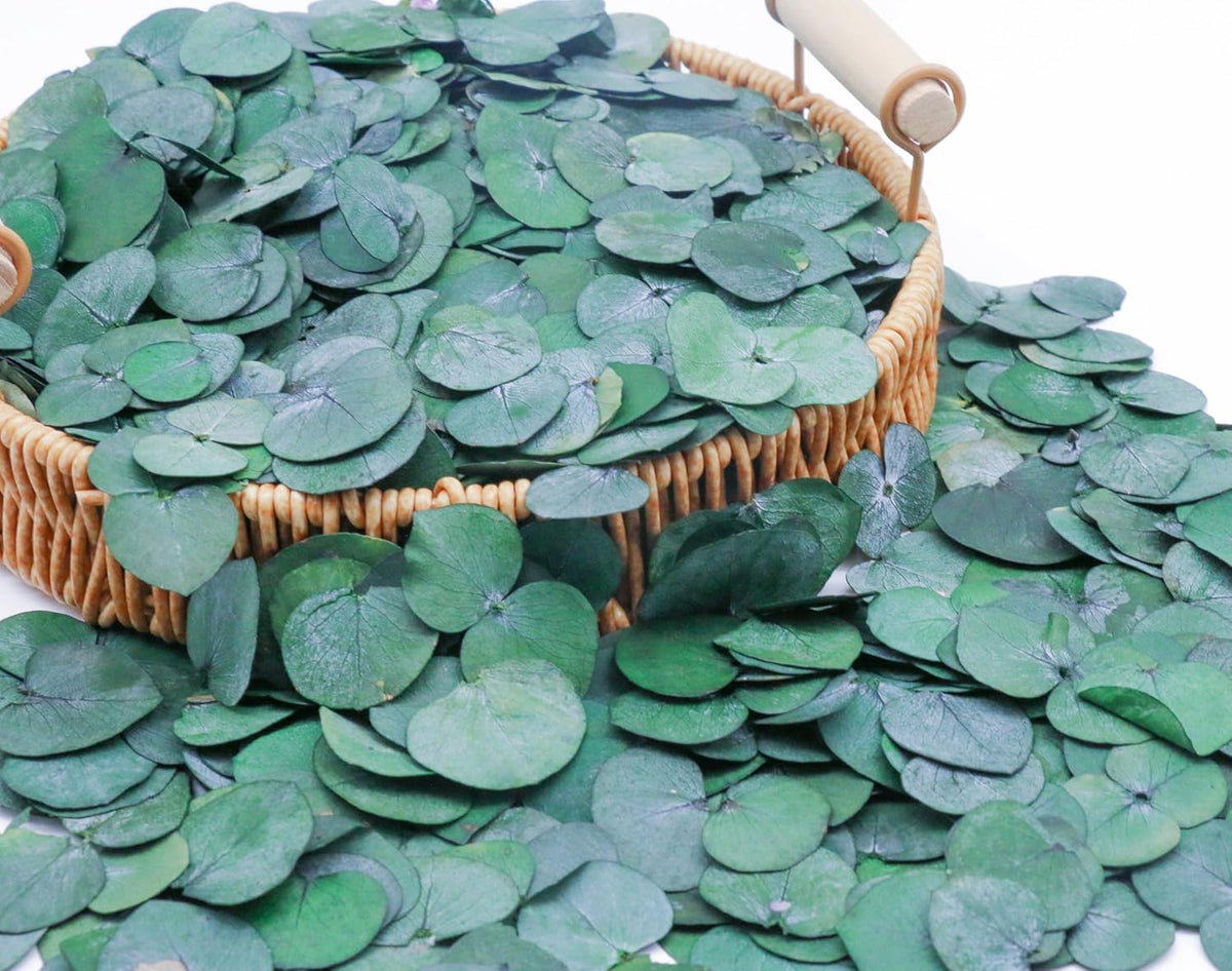 3200Preserved Real Eucalyptus Leaves Small, Pure Natural Bulk Eucalyptus, Biodegradable Wedding