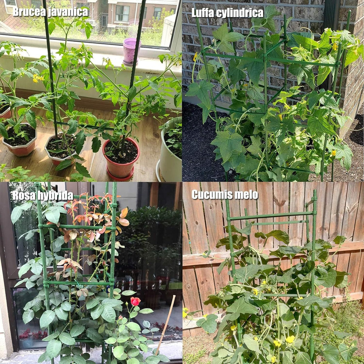 Orgrimmar Tomato Cages Garden Plant Support Stakes Outdoor Vegetable Trellis for Vertical Climbing