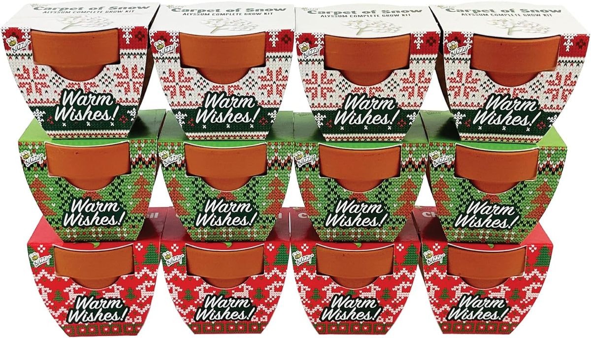 BUZZY Seeds Holiday Mini Terracotta Pots Grow Kit, 12-Pack Assorted Christmas Basil, Spruce, and