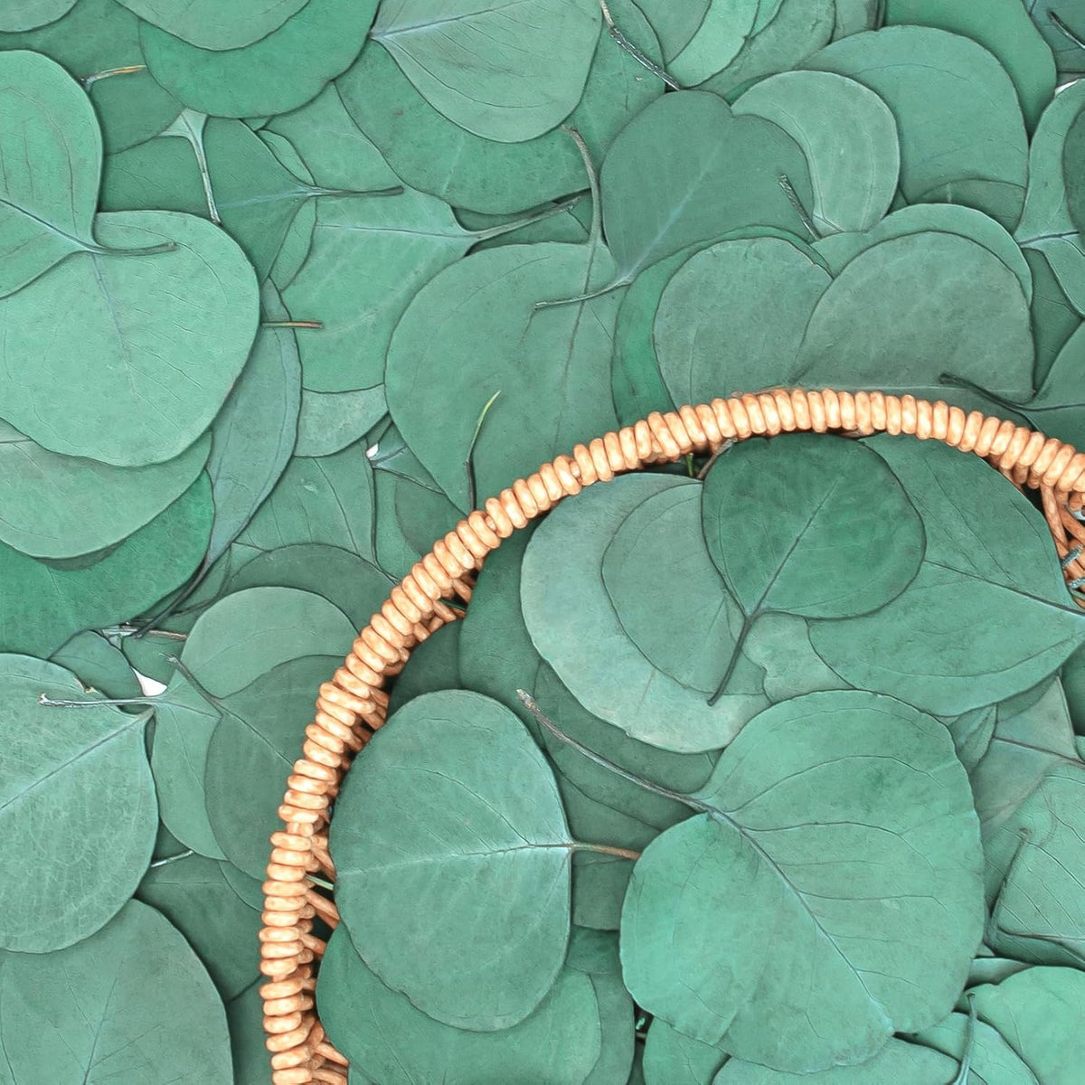 Eucalyptus Leaves, Rustic Boho Wedding Table Decor, 100% Natural Preserved Silver Dollar Eucalyptus