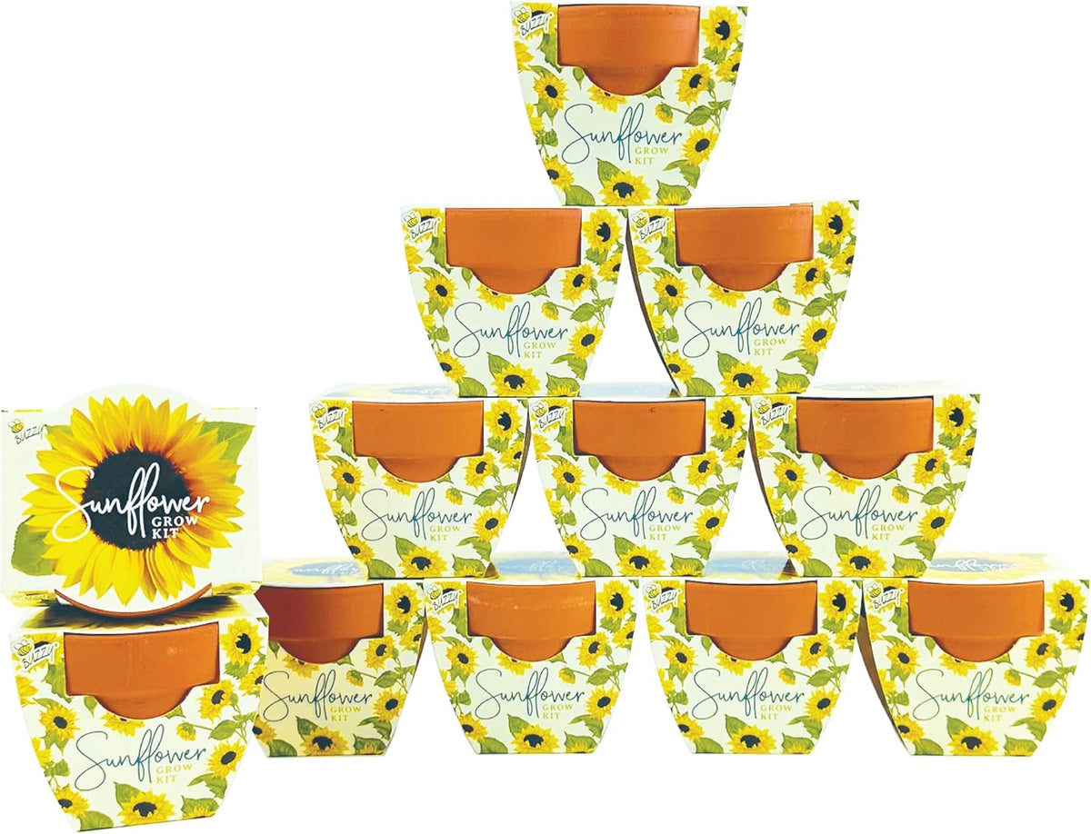 BUZZY Seeds All-in-One Sunflower Mini Terracotta Pot Grow Kits 12-Pack, Indoor Mini Garden Seed