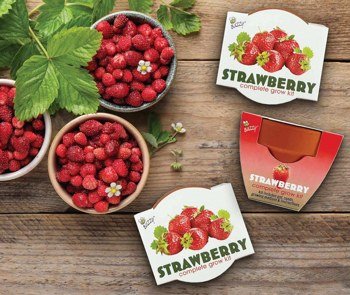 BUZZY Seeds Mini Terracotta Grow Pots | Alpine Strawberry DIY Plant Kit for Kids & Adults | 12-Pack