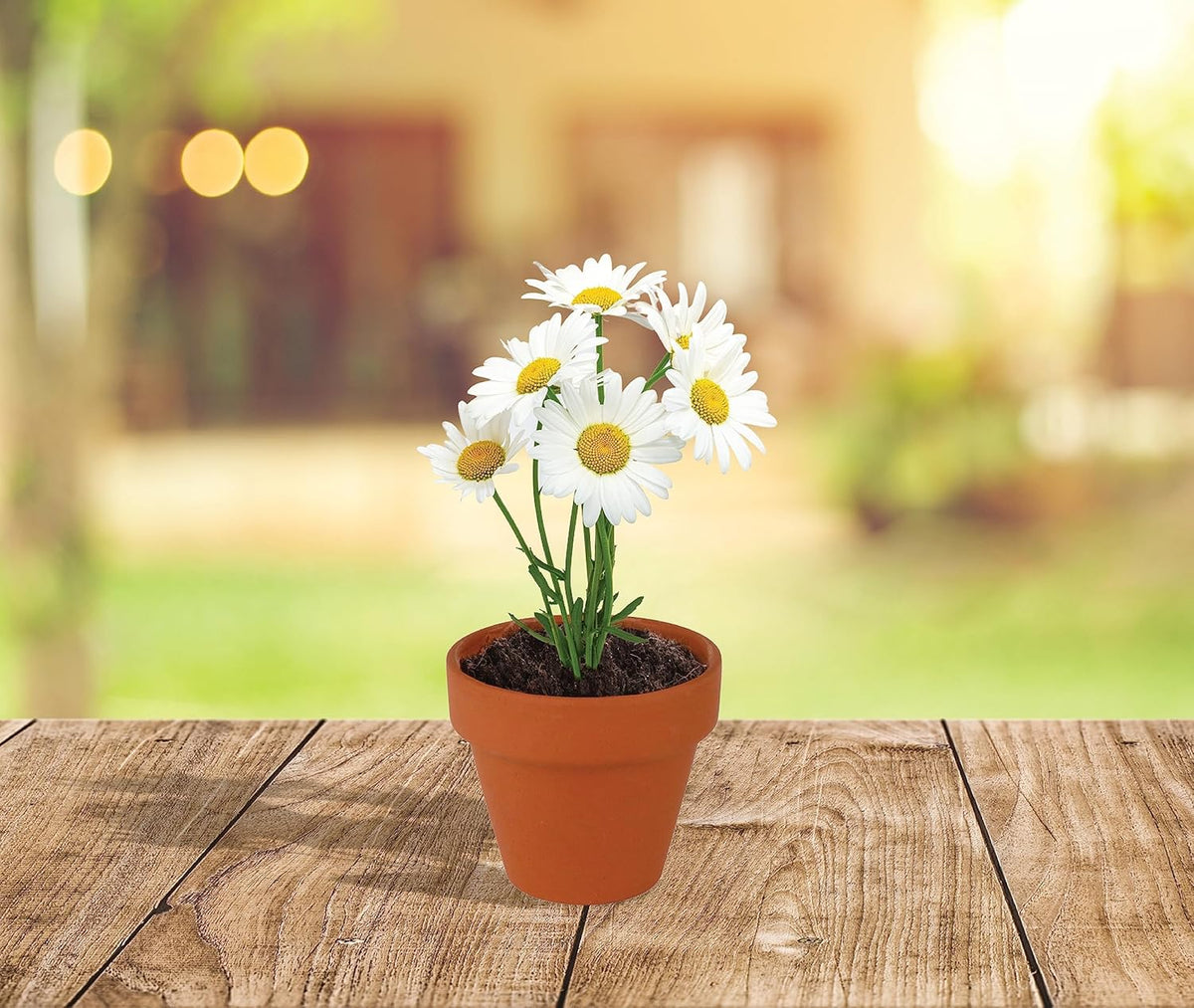 BUZZY Daisy Seeds & Genuine Terracotta 5cm Mini Pot Bulk Pack (20 Count), Includes 20 Each of pots