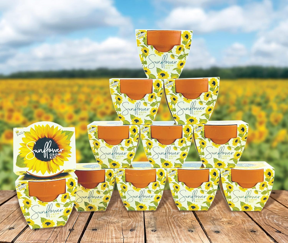 BUZZY Seeds All-in-One Sunflower Mini Terracotta Pot Grow Kits 12-Pack, Indoor Mini Garden Seed