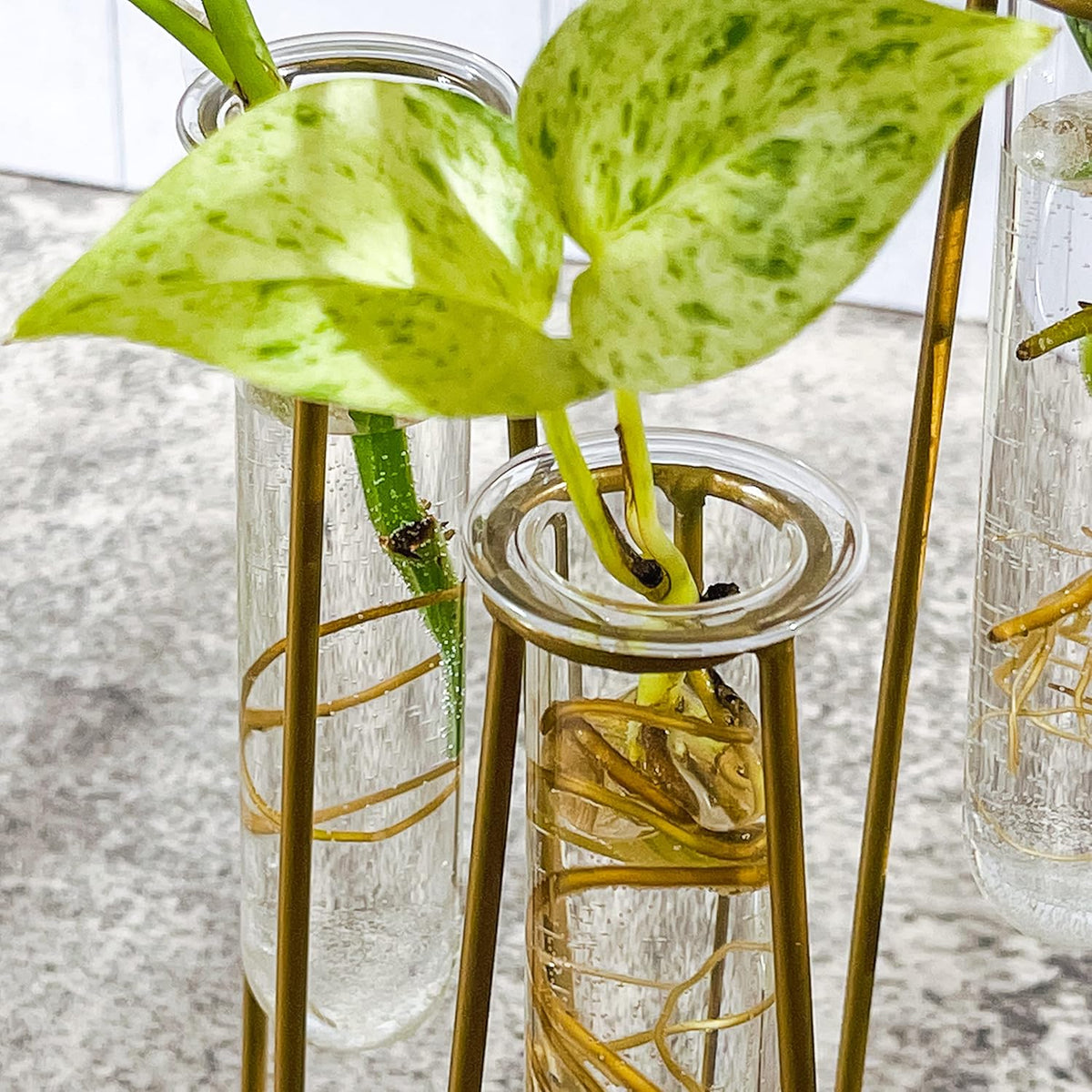 Propagation Station Terrariums with Gold Metal Stand - Kate Aspen 3 Glass Test Tube Planters for