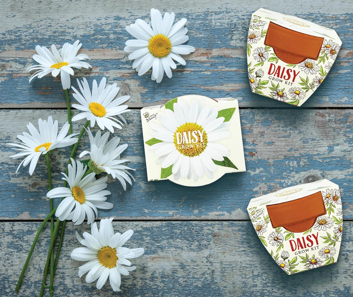 BUZZY Seeds Daydream Mini Terracotta Pots 12-Pack with Daisy Seed Packets – All-in-One Starter Set