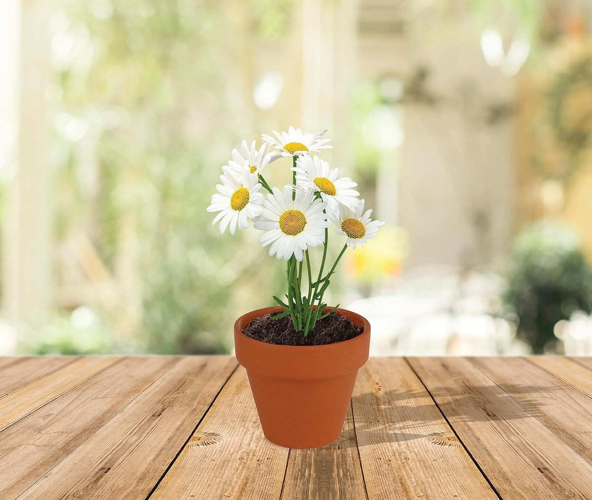 BUZZY Daisy Seeds & Genuine Terracotta 5cm Mini Pot Bulk Pack (20 Count), Includes 20 Each of pots